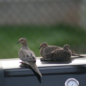 Mourning Dove Family