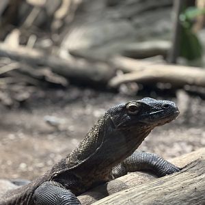 Cincinnati Zoo - Dragons - Komodo Dragon