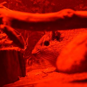 East Bolivian Highland yellow-toothed cavy