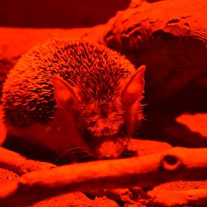 Long-eared hedgehog