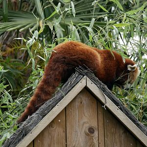 Himalayan red panda (Ailuruns fulgens)