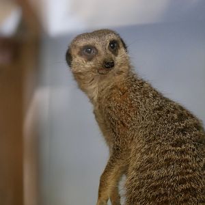 Meerkat (Suricata suricatta)