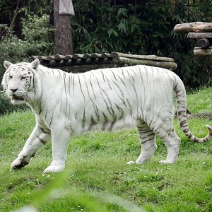 White tiger (Panthera tigris sp. - leucistic)