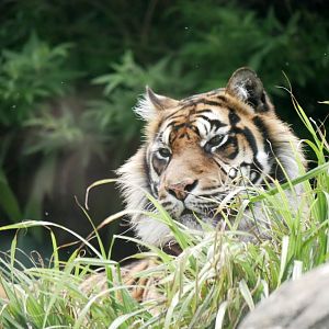 Sumatran tiger (Panthera tigris sumatrae)