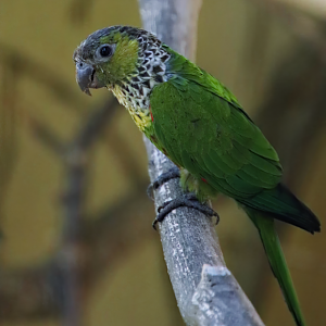Black-capped parakeet (Pyrrhura rupicola)