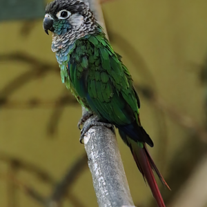 Pearly parakeet (Pyrrhura lepida)