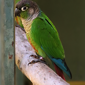 Green-cheeked parakeet (Pyrrhura molinae)