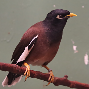 Common myna (Acridotheres tristis tristis)