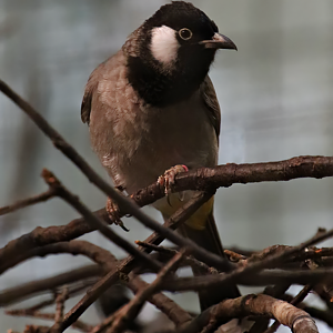 White-eared bulbul (Pycnonotus leucotis)