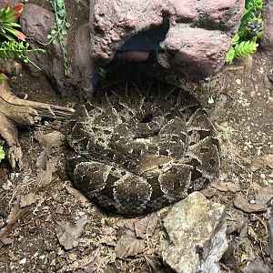 mexican fer de lance