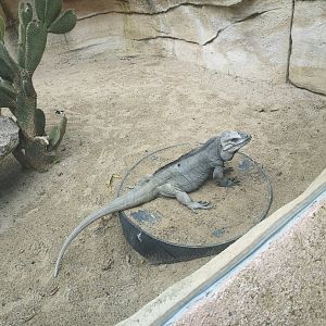 Rhinoceros iguana