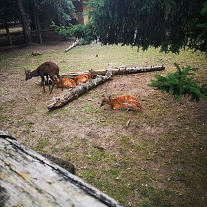 Sitatunga at le Cornelle