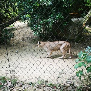 Puma at le Cornelle