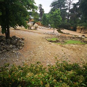 White rhinos at le Cornelle