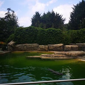 Harbour seal and another species (id please?)