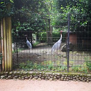 Indian sarus crane pair