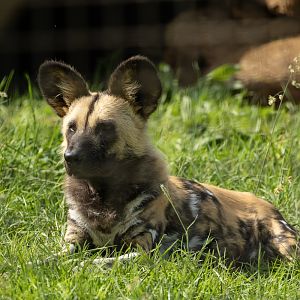 African wild dog : Whipsnade : 15 Jun 2025
