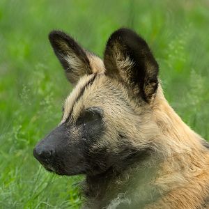 African wild dog : Whipsnade : 15 Jun 2025