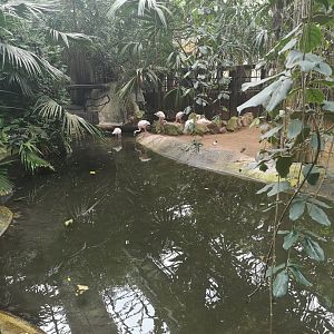 Lesser flamingos and Pied avocet