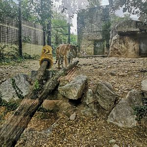 One of the tigers at le Cornelle