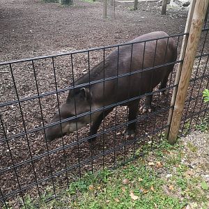 Lowland tapir