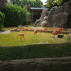 American flamingos at le Cornelle