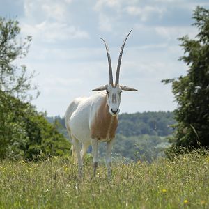Scimitar-horned oryx : Whipsnade : 15 Jun 2025