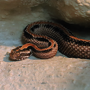 Pygmy rattlesnake (Sistrurus miliarius)
