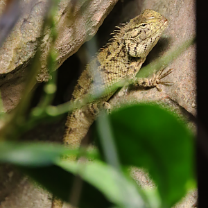 Eastern garden lizard (Calotes versicolor)