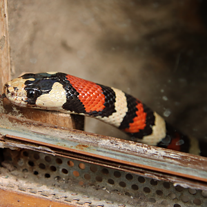 Arizona mountain kingsnake (Lampropeltis pyromelana pyromelana)