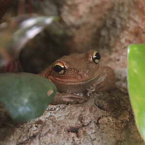 Cuban tree frog (Osteopilus septentrionalis)