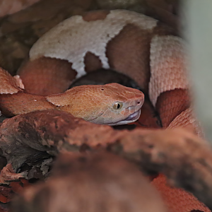Copperhead (Agkistrodon contortrix)