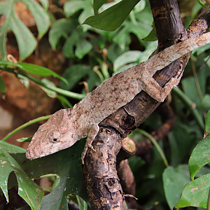 Western bearded anole (Anolis barbatus)