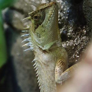 Green pricklenape (Acanthosaura capra)