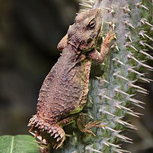 Shield-tailed agama (Xenagama taylori)