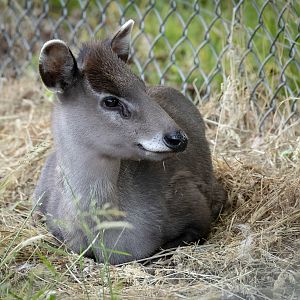 Tufted deer (Michie's tufted deer) : Whipsnade : 15 Jun 2025