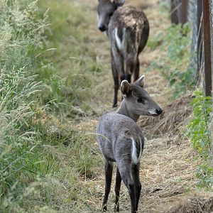 Tufted deer (Michie's tufted deer) : Whipsnade : 15 Jun 2025