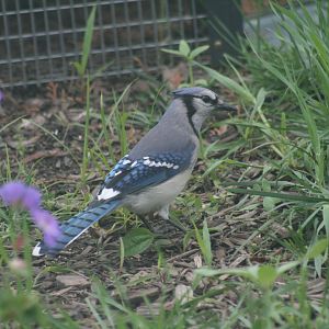 Blue Jay