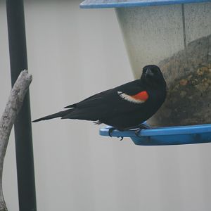 Red Winged Black Bird