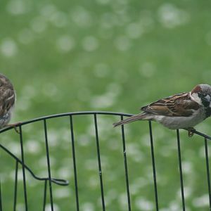 House Sparrow Pair