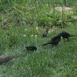 Common Grackle, Mourning Dove, Red Winged Blackbird