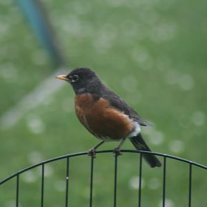 American Robin