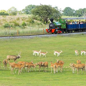 Passage through Asia (deer; train) : Whipsnade : 15 Jun 2025