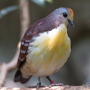 Cinnamon Ground Dove, Chester, UK