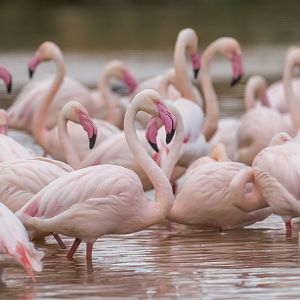 Greater Flamingos, Chester, UK