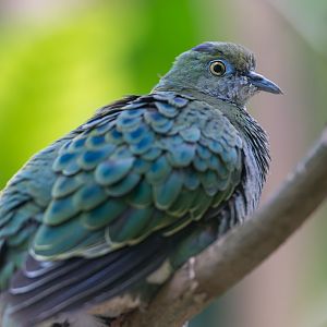 Superb Fruit Dove, Chester, UK