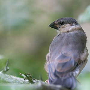 Juvenile Java Sparrow, Chester, UK