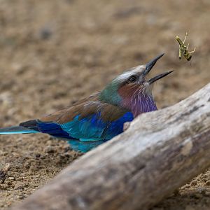 Lilac Brested Roller, Chester, UK