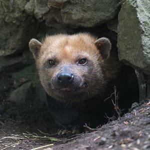 Bush dog, Chester, UK
