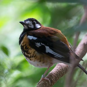 Chestnut backed Thrush, Chester, UK
